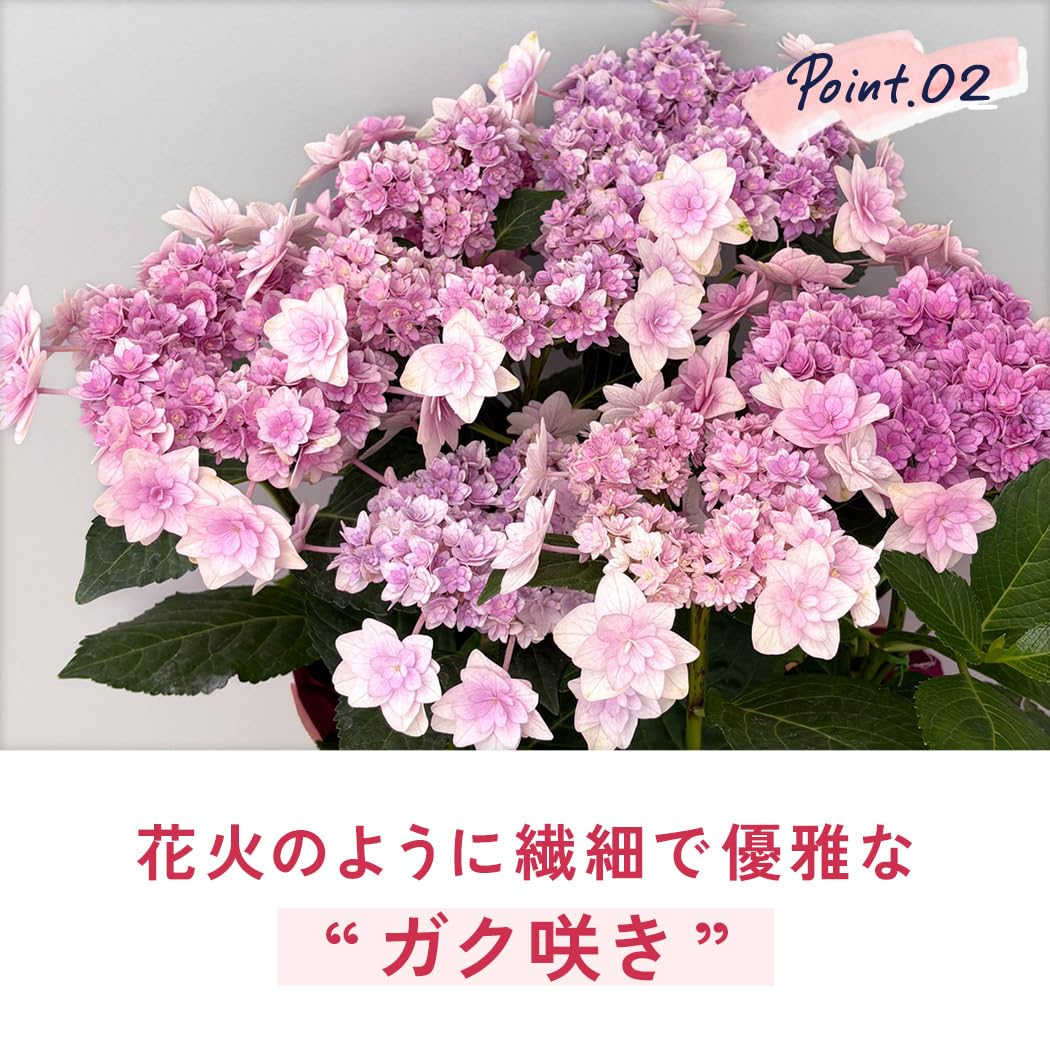 Amazon.co.jp: 【ありがとうを伝える】 母の日 花 紫陽花 弥呼明り