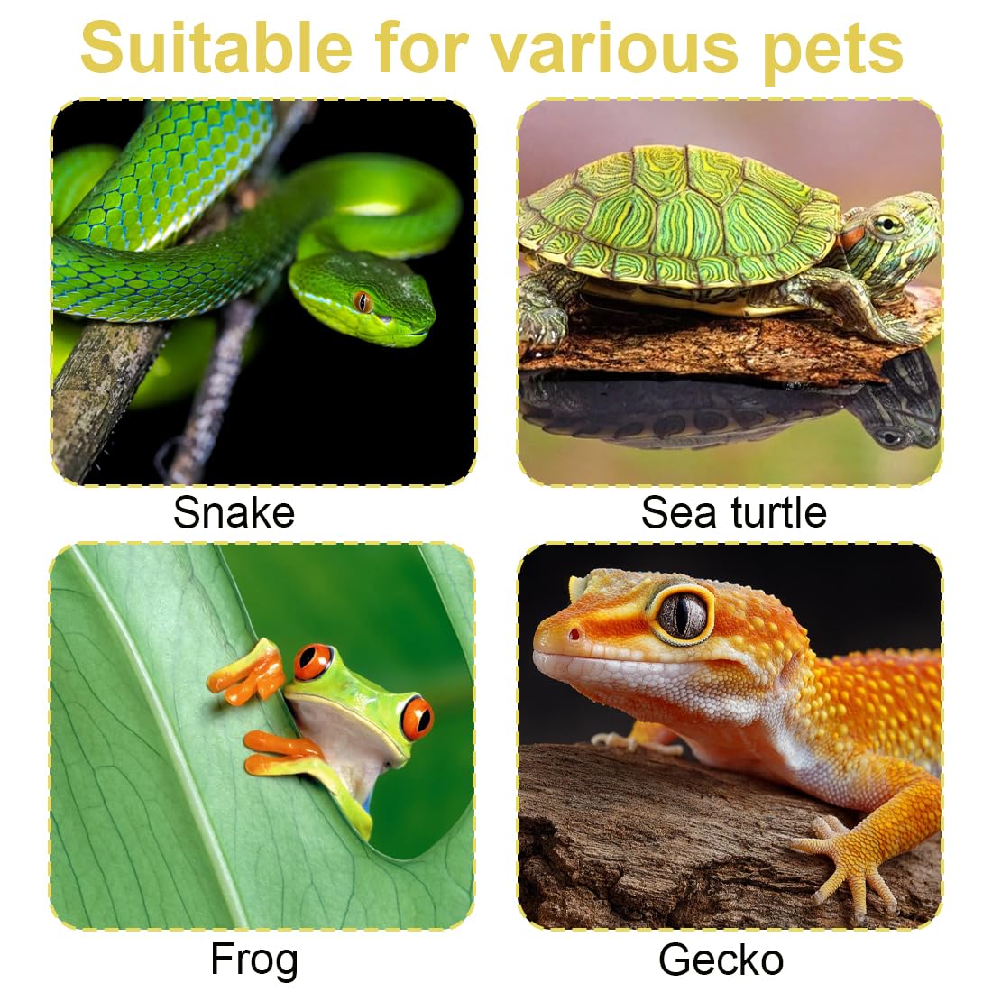 1 pièce Bol d'eau Terrarium, Écuelle pour reptiles, Accessoire pour tortue, serpent, gecko, Bol à nourriture et eau, Écuelle pour terrarium, Accessoire reptile