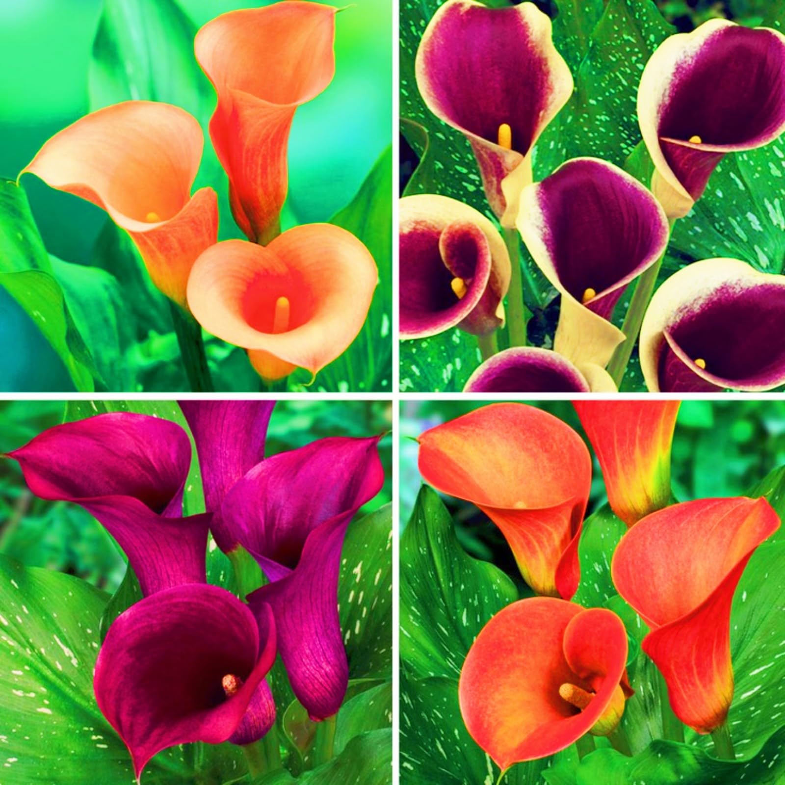 Calla Lily Bulbs Rare Calla Lily Best Decoration Wedding Flowers/Garden Flowers/Plant Bulbs-6bulbs-c โ image 1