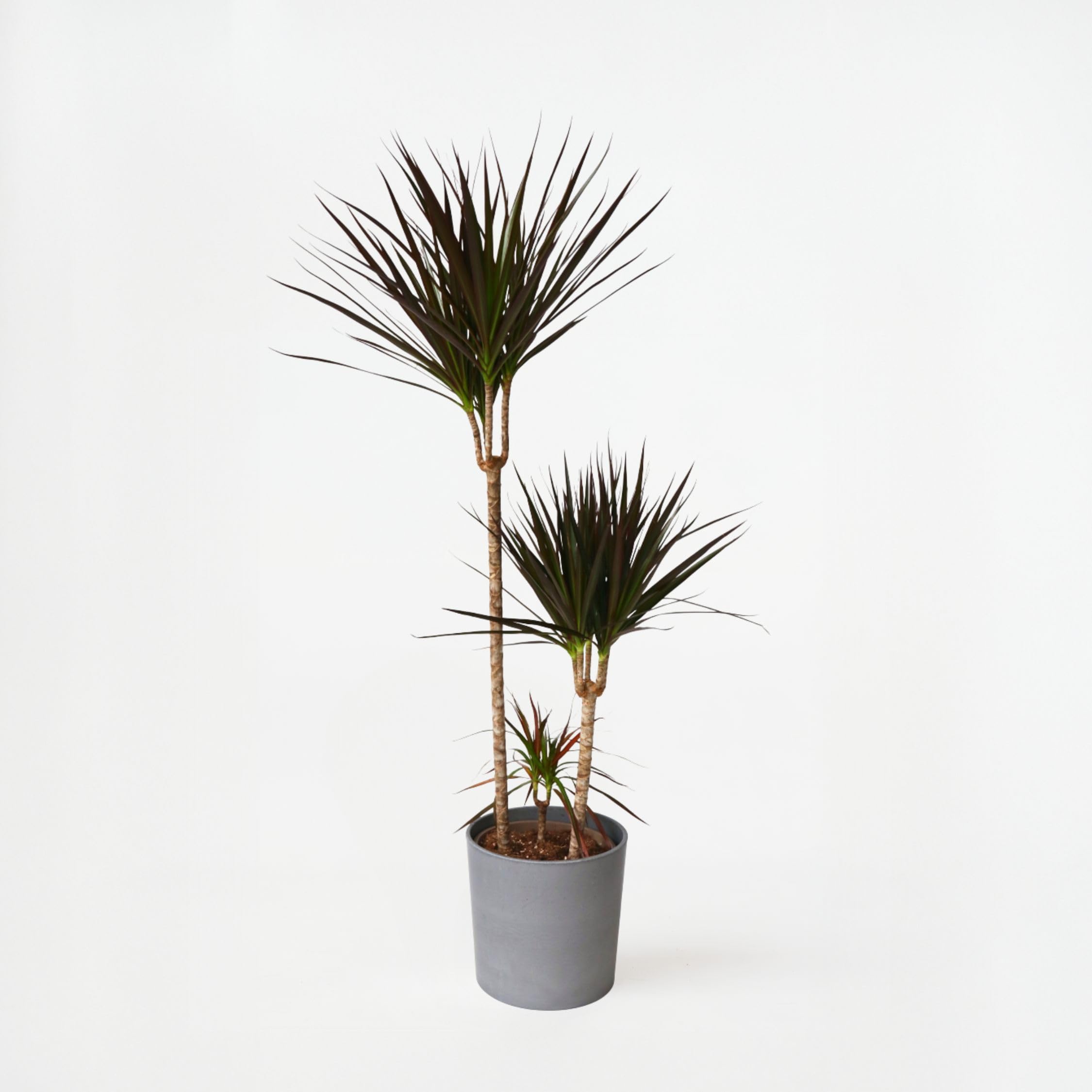 Plant in a Box - Dracaena Marginata Magenta - Drachenbaum - Zimmerpflanze -  Topf 24cm - Hhe 110-130cm : Amazon.de: Garten
