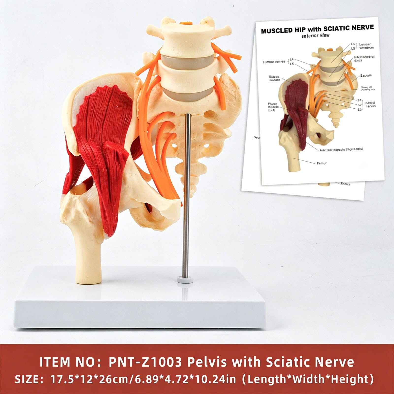 Modelo anatómico de vértebras lumbares humanas de tamaño real con músculos, nervios, esqueleto, hueso para demostración en el aula, modelo anatómico de pelvis lumbar