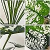 Product Photo 7