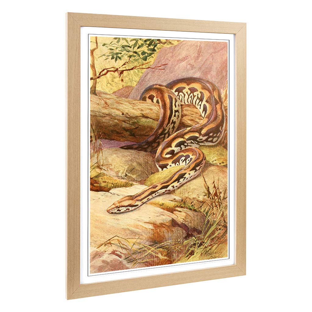 Big Box Art Framed Print of Vintage Heubach. Walter Madagascan Boa Design | Wall Art Picture | Home Decor for Kitchen, Living Room, Bedroom, Hallway, Oak, A2 / 24.5x18 Inch / 62x45cm