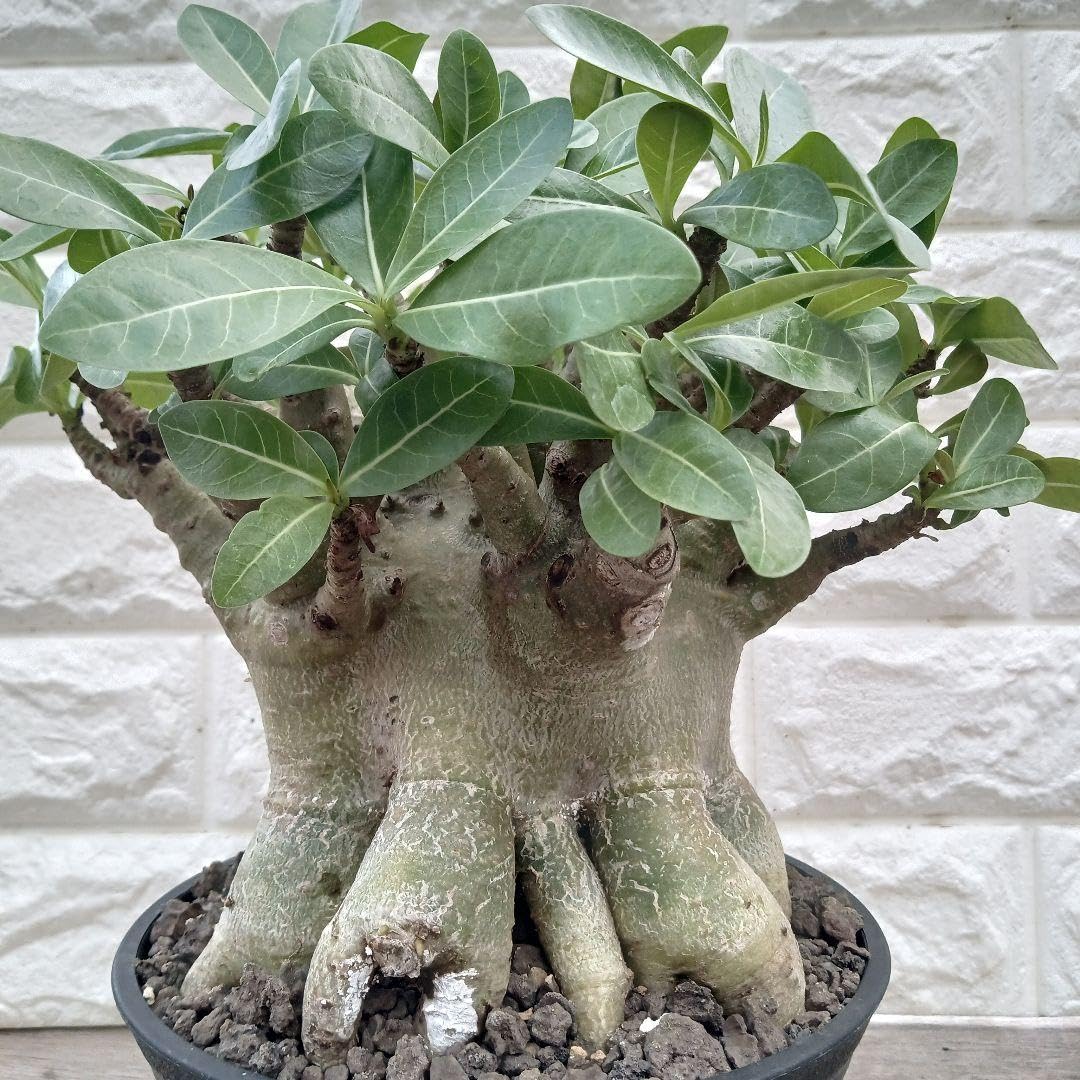 Amazon.co.jp: g68 アデニウム ドワーフ タコ足 塊根植物
