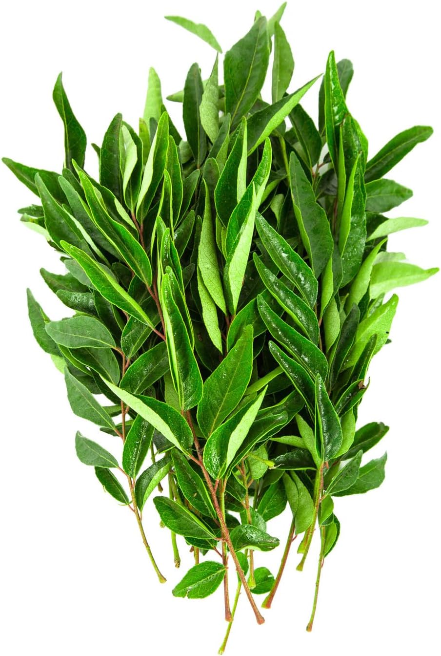 Fresh Curry Leaves India, 50gm Approx.