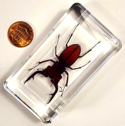 Miniatura 46 de Escarabajo de algodoncillo azul cobalto real de 1.732 in en espécimen de resina de lucita cristalina, insectos, insectos preservados, colección