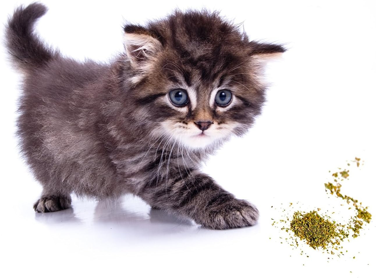 Catnip by Garry’s Pets - 3 Single Cups of Maximum Potency Premium Blend Cat Nip That Your Cats Will Go Crazy Over