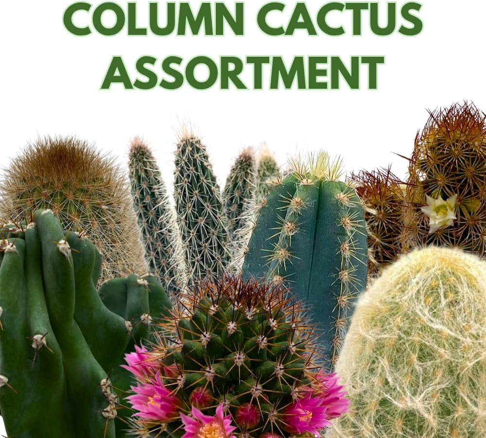 BubbleBlooms Column Cactus Assortment 6 inch Pots Set of 3