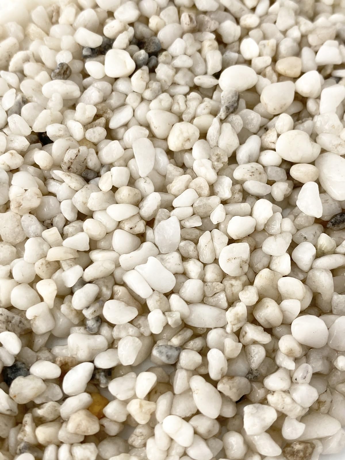 貝殻 砂・ソイル 1kg 貝殻 砂・ソイル 1kg