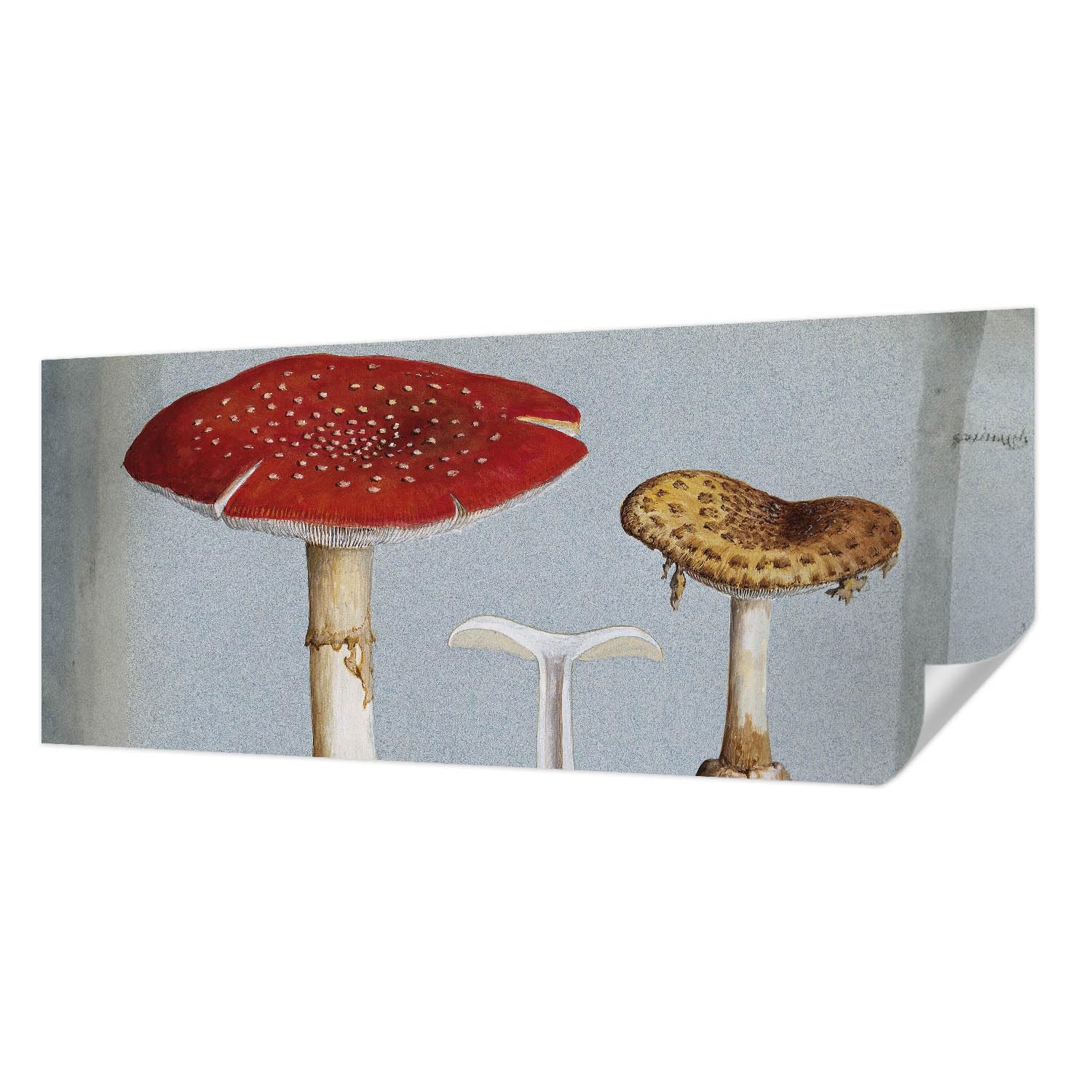 Décoration panoramique adhésive de haute qualité avec champignons