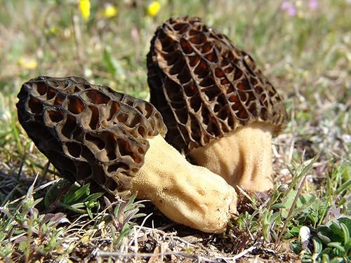 Miniatura 3 de Más de 100 Setas Morel Negras Micelio Esporas de Desaparición - Marrón Hongo