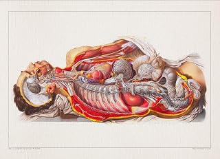 Anatomy STOMACH INTESTINE LIVER print SRA3 12x18 conqueror laid paper