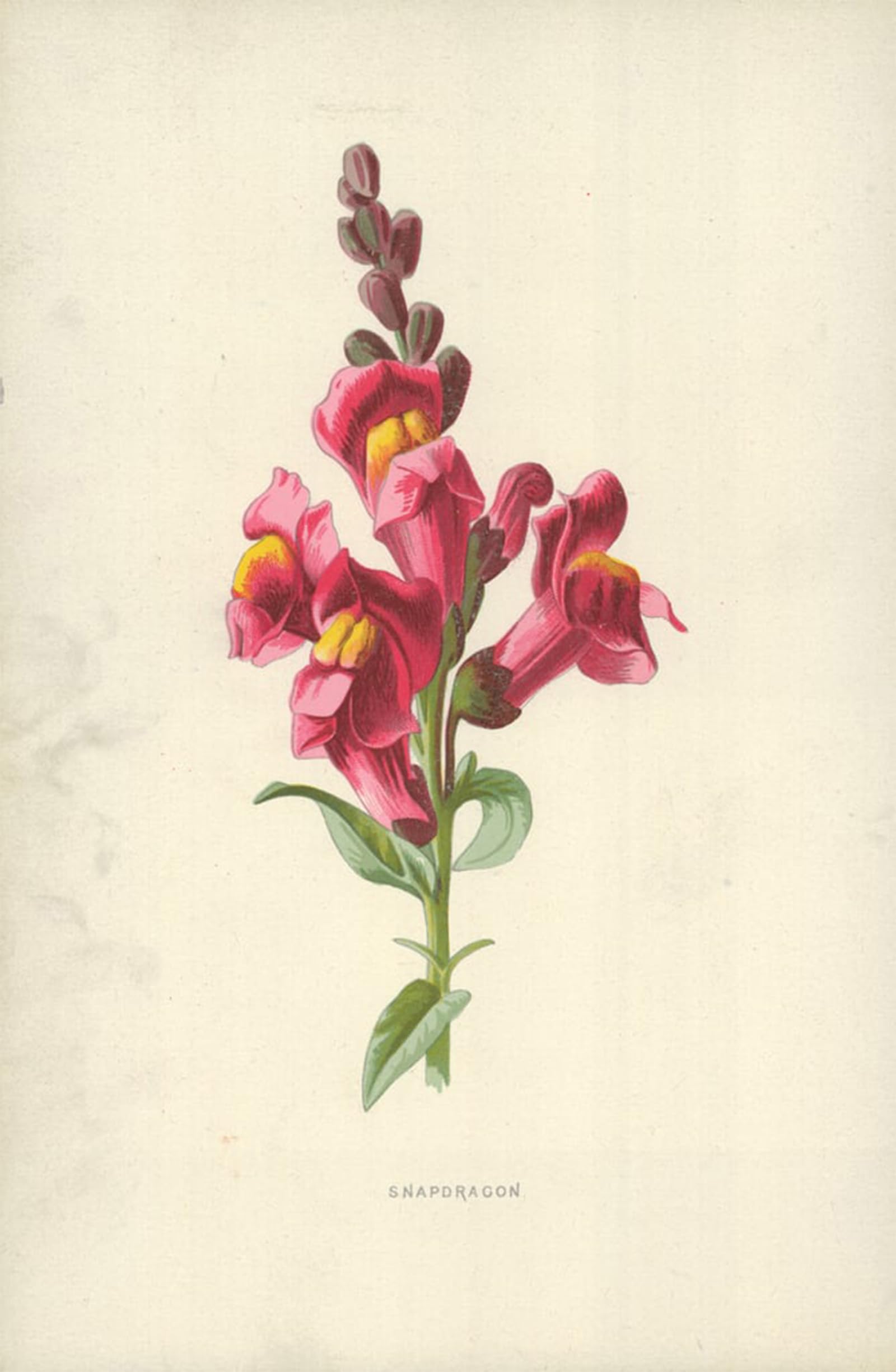 ARTXLXXBN Famous Painting Canvas Artwork Graffiti Print Snapdragon by Frederick Edward Hulme Portrait Canvas Image for Home Decor 60x90cm