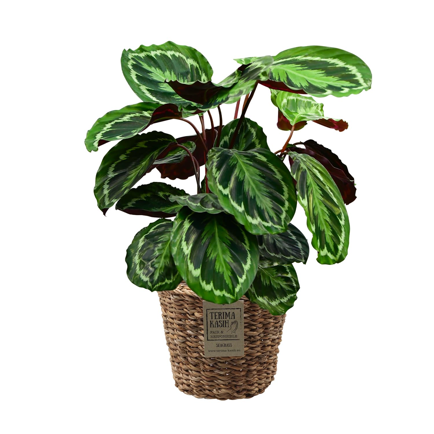 Set Calathea Medallion No. 19 im 19 cm Topf, Zimmerpflanze 70 bis 80 cm mit gemusterten Blättern, Dekoset im geflochtenen Seegraskorb 25 cm für dekorative Wohnakzente, Tierfreundlich