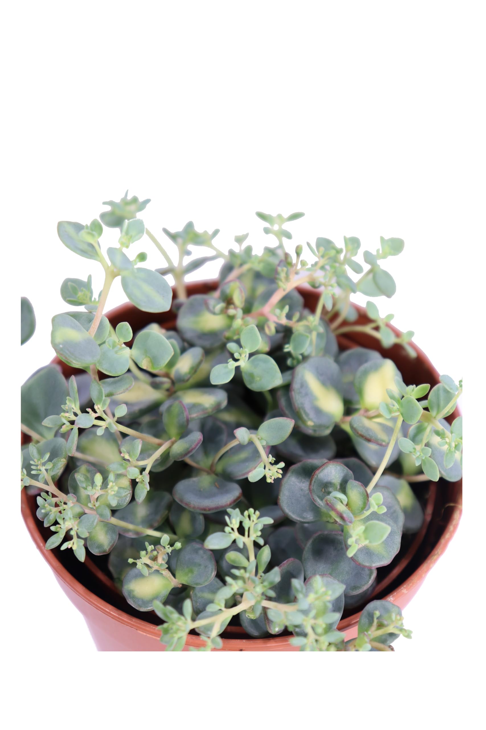 Pianta di Sedum Sieboldii Mediovariegatum pianta di Erba Teresina pianta da esterno pianta di Sedum Siboldii variegato ornamentale pianta ricadente pianta vera venduta da eGarden.store