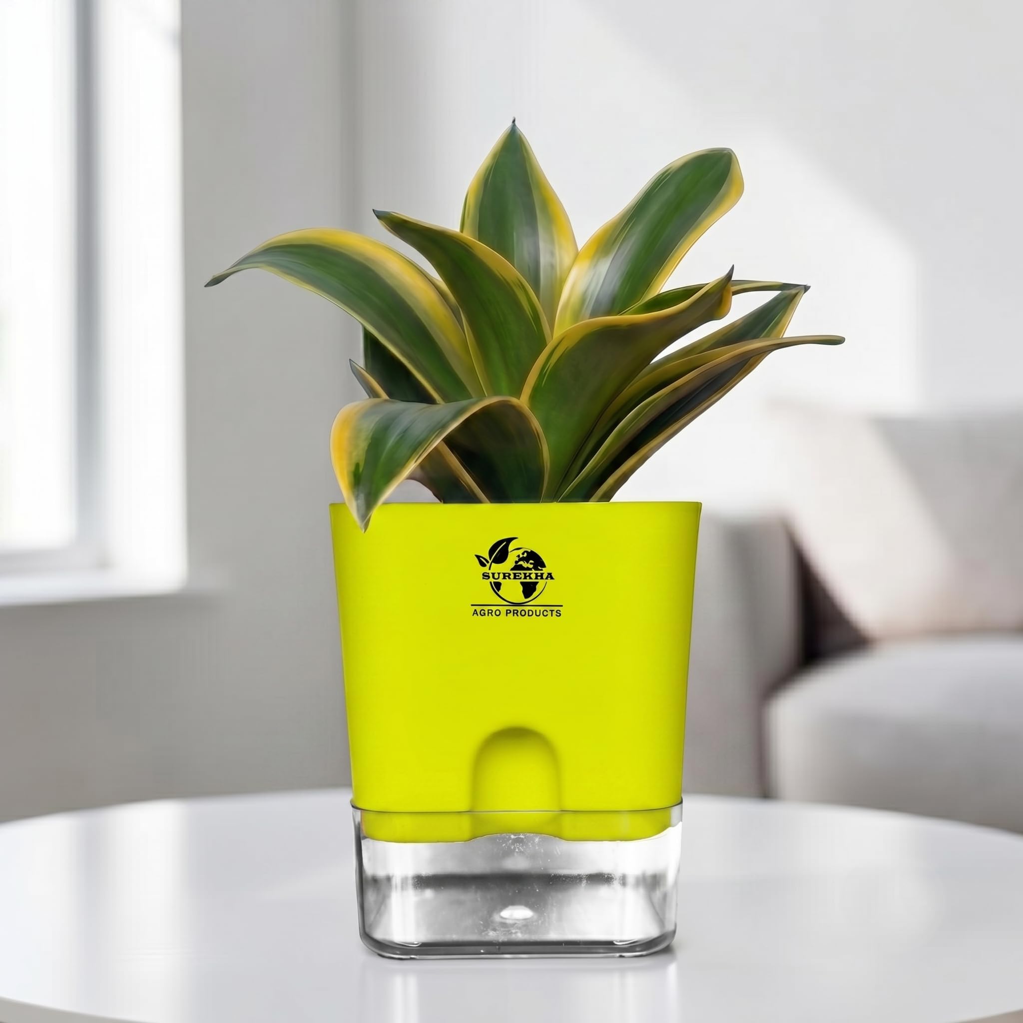 Surekha Golden Hahnii Snake Plant Live with Self-Watering Pot | Air Purifying Sansevieria for Home, Office & Bedroom | Snake Plant Indoor Live plant | Low-Maintenance Desk & Bedroom Plant(Green)