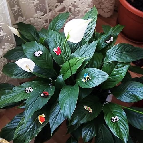 Miniatura 3 de AIERSA 11 imanes de plantas para plantas en maceta, dijes magnéticos de silicona seguros para plantas Inoor, bonitos accesorios para plantas para