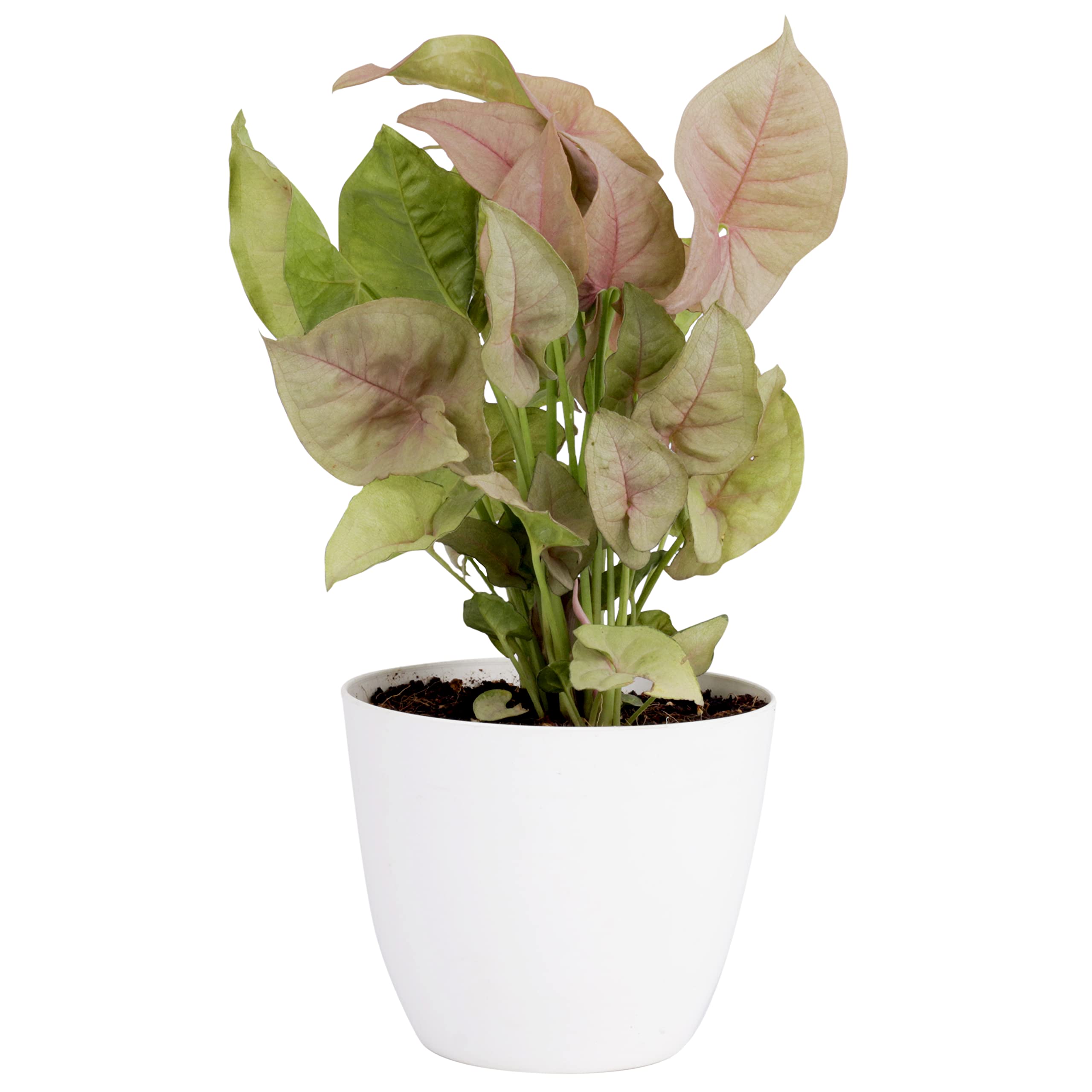 Plant A Leaf Live Syngonium Pink Plant Indoor Outdoor Plants For Living Room, Bedroom, House, Live Plant With White Round Pot (Pack Of 1) (B0B73YRVJM) Amazon Price History, Amazon Price Tracker