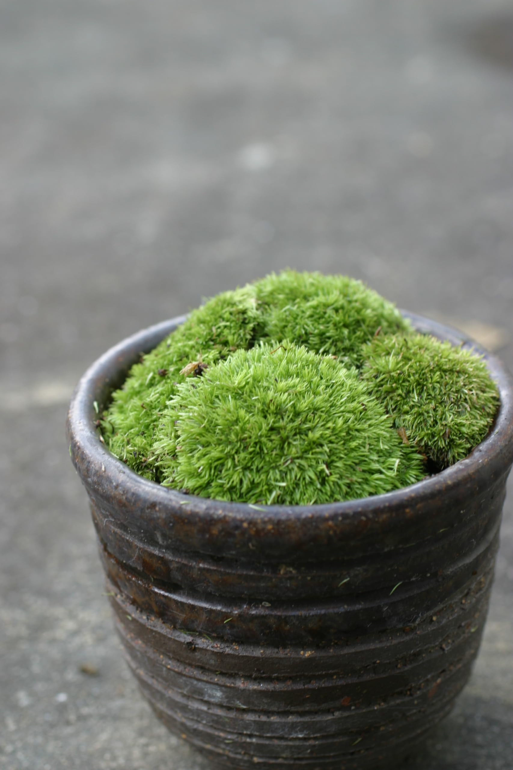 鑑賞石、アクアリウム、苔テラリウム、箱庭、坪庭、水石、盆栽、鉱石