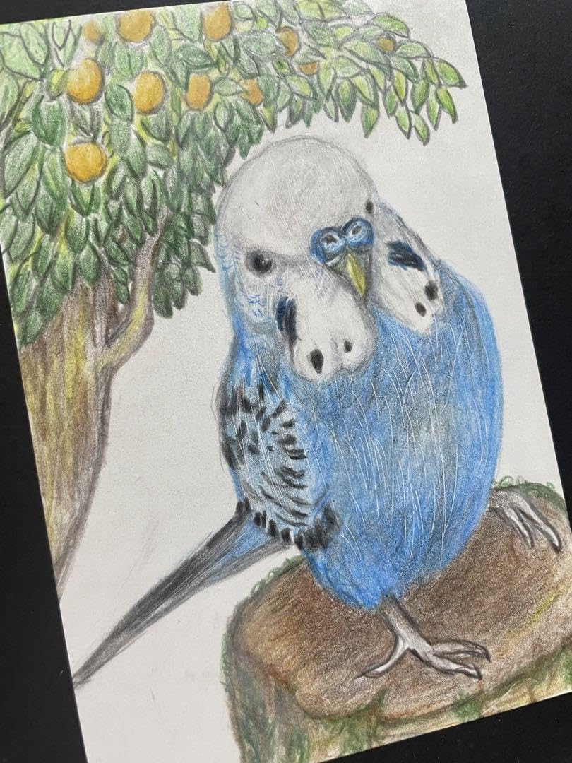 色鉛筆画 インコ(原画) Amazon.co.jp: 色鉛筆画 リアル可愛いセキセイインコ色鉛筆画 原画
