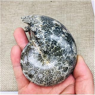Healing Stone 280-320g Ammonite Cleoniceras Snail Fossil Madagascar Amazing Natural Geology Specimen Mineral Snail Shell Collection Healing
