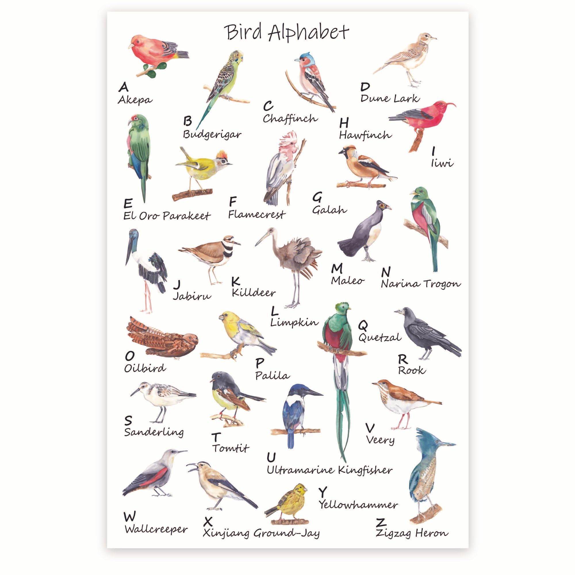 Amazon.com: Bliss Monkey Co. Bird Alphabet Poster - Bird Watcher