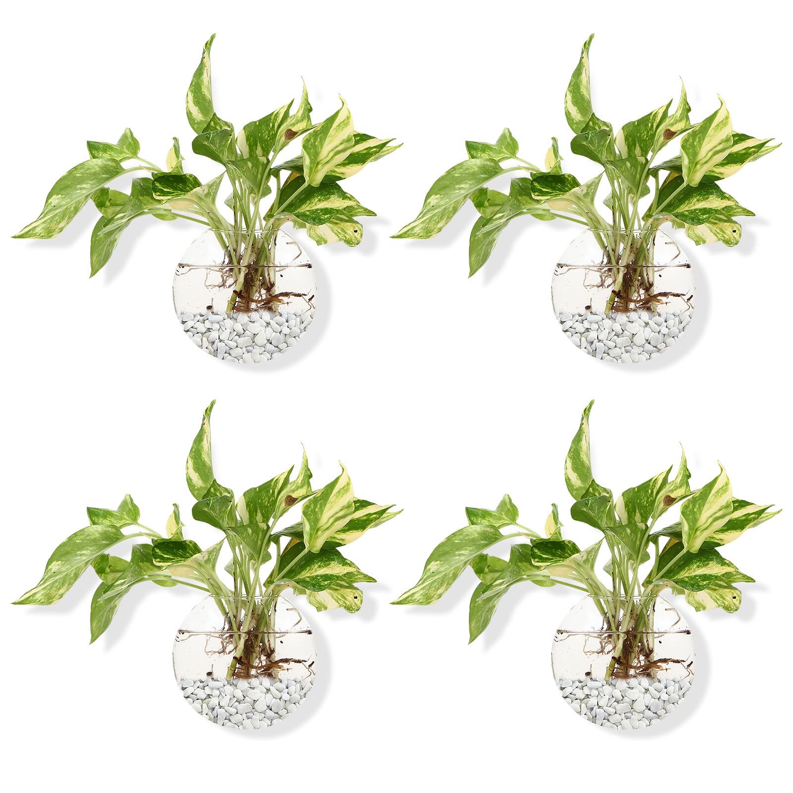 FashionstormGlass Wall Planters Oblate Hanging Propagation Station 4 Pack of Glass Hanging Planter Terrariums Indoor Wall Flower Vase Containers Wall Pots for Plants Indoor Decor
