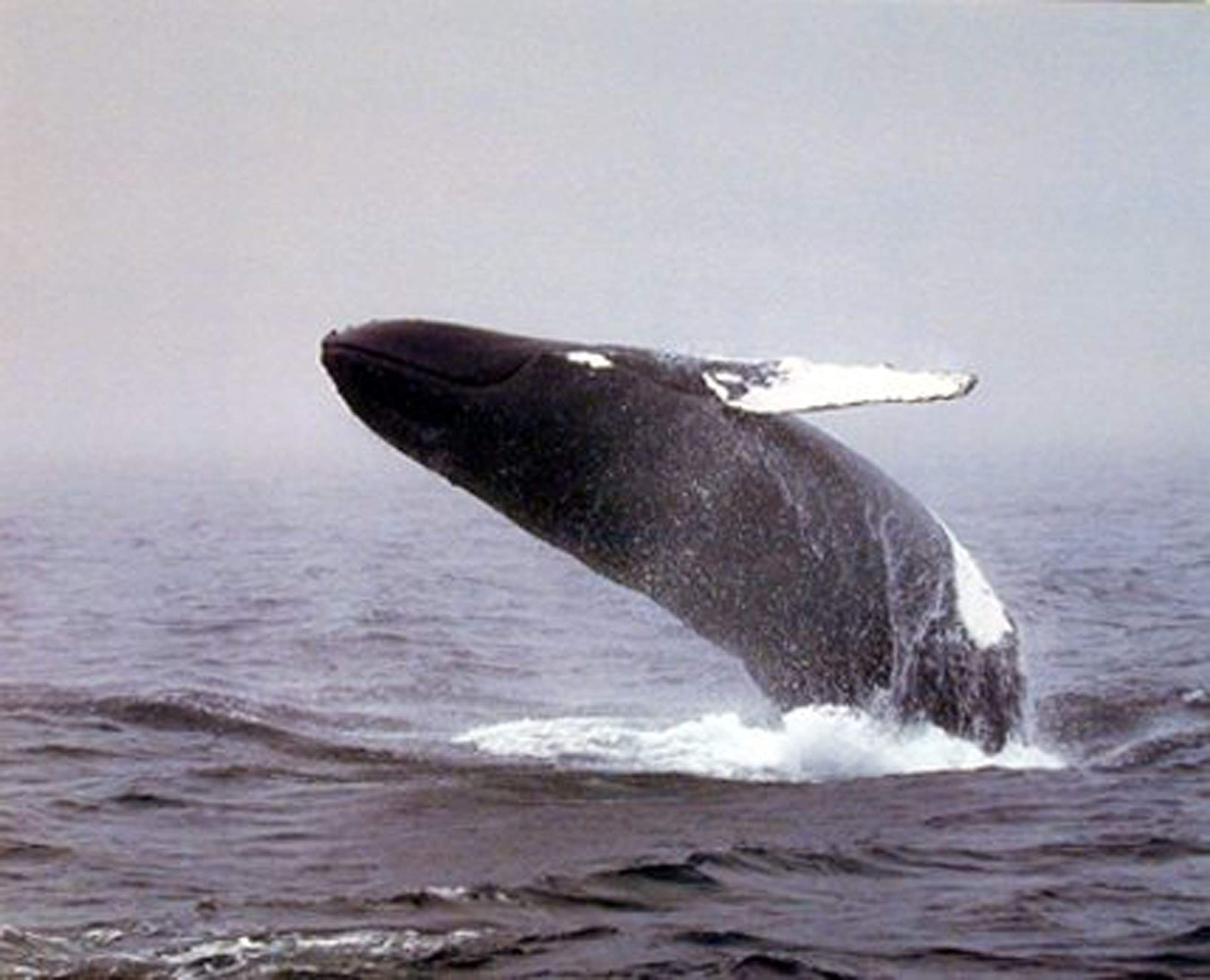 Amazon.com: Impact Posters Gallery Ocean Wall Decor Humpback Whale