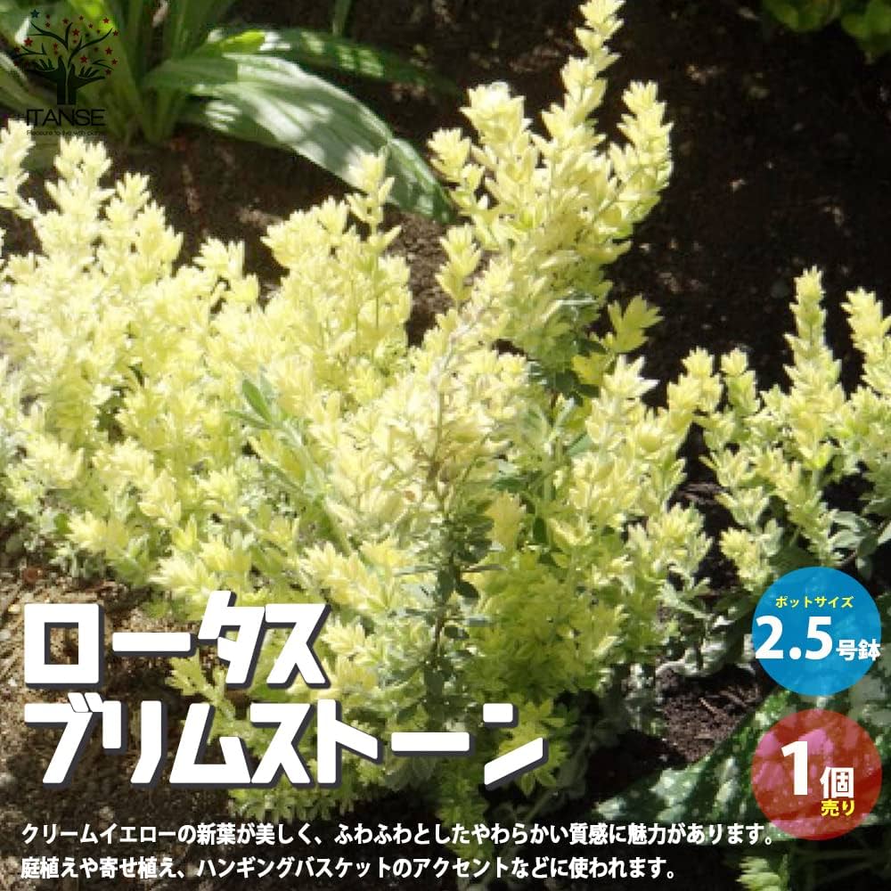 もふもふ⭐️⭐️⭐️ロータス　プリムストーン　抜き苗 ⭐️⭐️⭐️ epk020_000359_sub1.jpg