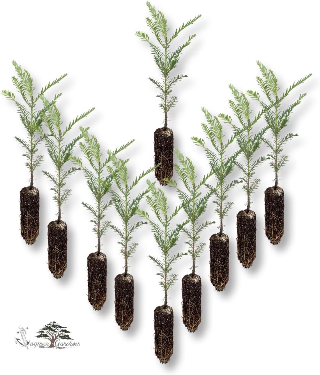 Generic Coast Redwood Tree Seedling - Sequoia sempervirens - 10-Pack, Large, Green/brown