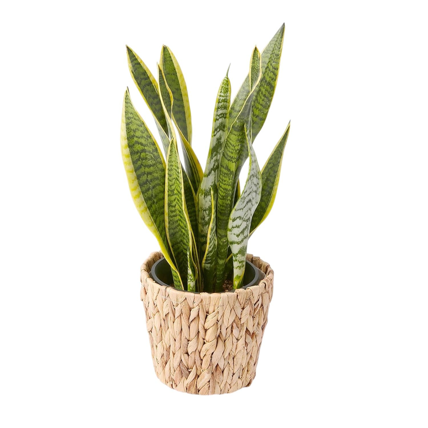 bloomee サンスベリア