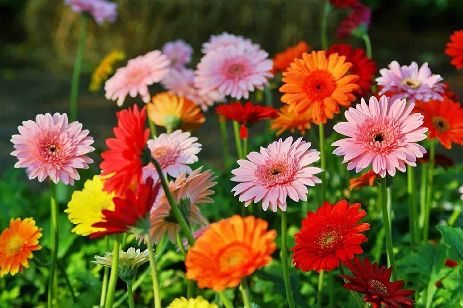 SRI SAI FORESTRY Denver Daisy Sun Flower Seeds Mix Color Plant Flower Seed for Home Garden Terrace Apartments Balcony Pack of 100 (B0C4VHXFQG) Amazon Price History, Amazon Price Tracker