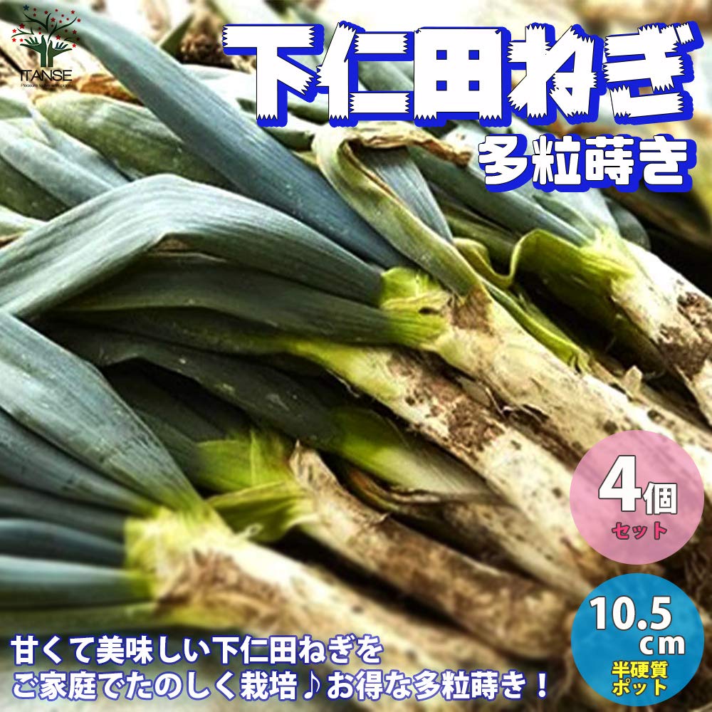 ねぎ苗700本 Amazon.co.jp: ITANSE ネギ苗 下仁田ねぎ 9～10.5cmポット 4個