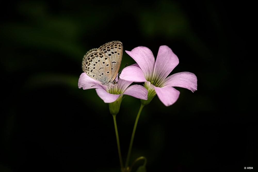 Amazon | SAMYANG 単焦点マクロレンズ 100mm F2.8 MACRO