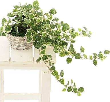 Amazon 造花ドットコム プレミアム 光触媒 フェイクグリーン リアル プミラ 全長32cm 幅35cm 奥行35cm 白樺風バスケット付 鉢は取り外し不可 造花 人工 観葉植物 フェイク グリーン インテリア 屋内 リビング オフィス おしゃれ 小さめ 鉢植え 人工観葉 Amazon 造花ドットコム プレミアム 光触媒 フェイクグリーン リアル プミラ 全長32cm 幅35cm 奥行35cm 白樺風バスケット付 鉢は取り外し不可 造花 人工 観葉植物 フェイク グリーン インテリア 屋内 リビング オフィス おしゃれ 小さめ 鉢植え 人工観葉