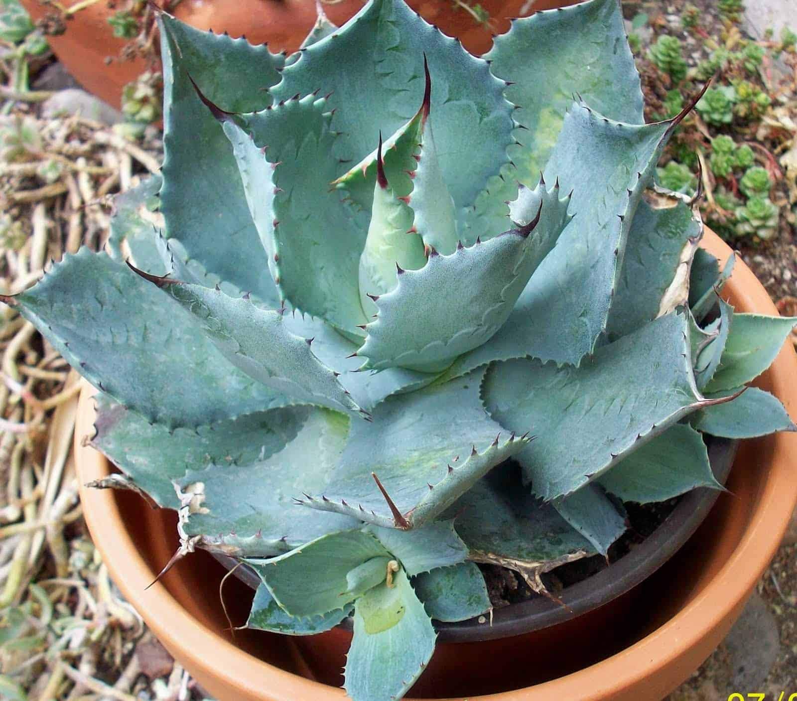 See full amazon price history chart for Dream Nursery Agave potatorum Rare Live Plant Dream Nursery Agave potatorum Rare Live Plant (B082G935C5) Amazon Price History, Amazon Price Tracker