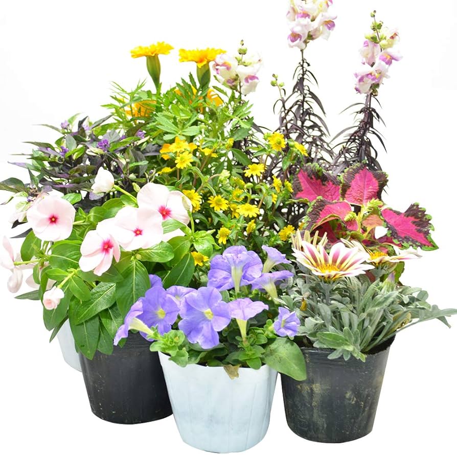 Amazon.co.jp: 店長おまかせ 季節の花苗8個セット ガーデニング 園芸