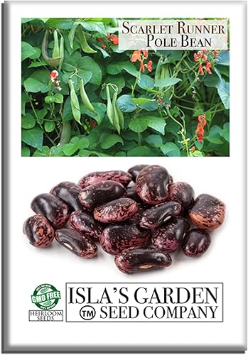 Semillas de frijol Scarlet Runner Pole para plantar, más de 25 semillas de reliquia por paquete, semillas de jardín de Isla (semillas de jardín de