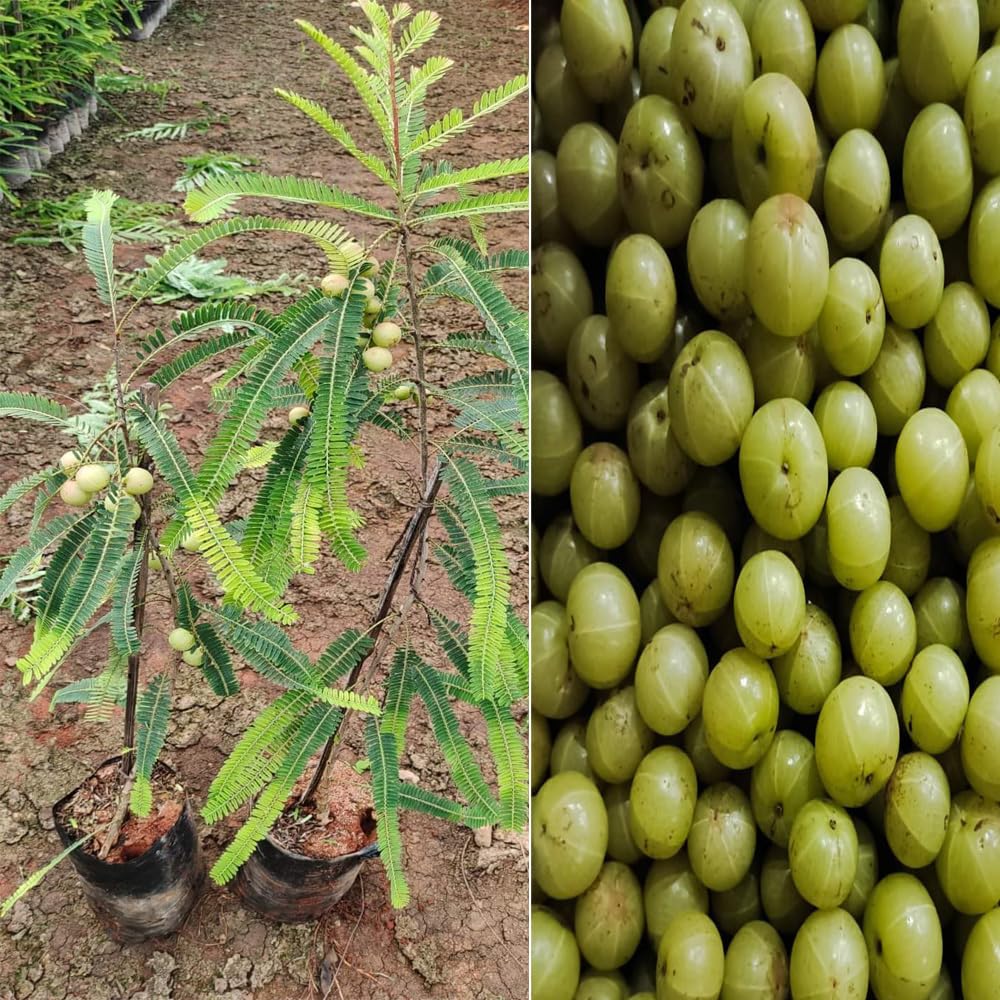 See full amazon price history chart for Bahan Traders Amla plant hybrid all seasons Indian Gooseberry Grafted Amlaki Live Super Yielding Early Fruiting Phyllanthus Emblica Plant (Plant height 1.5-2.5 Feet) Dwarf Nelli Usiri Tree Bahan Traders Amla plant hybrid all seasons Indian Gooseberry Grafted Amlaki Live Super Yielding Early Fruiting Phyllanthus Emblica Plant (Plant height 1.5-2.5 Feet) Dwarf Nelli Usiri Tree (B0CV91NP2W) Amazon Price History, Amazon Price Tracker