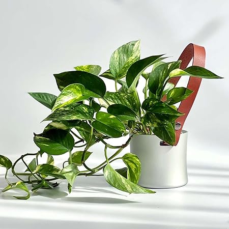 Amazon 日本職人の手仕事でつくった金属製吊りポット Inapot ポトス セット 観葉植物 ミニ観葉 おしゃれ 鉢カバー 室内用 鉢 小さめ シンプル 鉢入れ 壁かけ ハンギング 吊り鉢 プランター グリーンインテリア ポットカバー 金属 ギフト プレゼント 革 本革 レザー