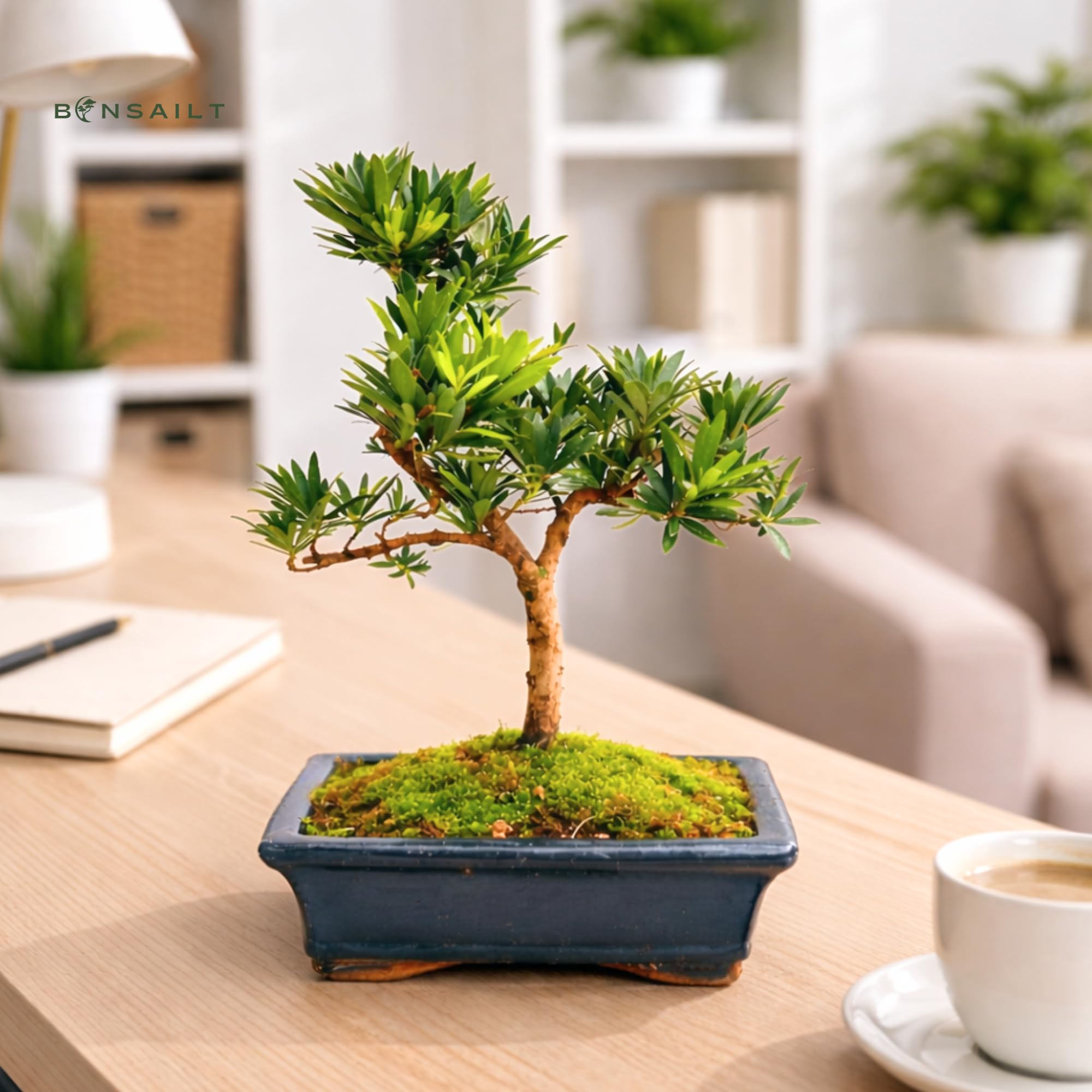 Podocarpus Bonsai Baum – Echter Indoor Bonsai – Zimmerbonsai Pflanze – Pflegeleichter Mini Bonsai für Zuhause & Büro (6-8 Jahre)