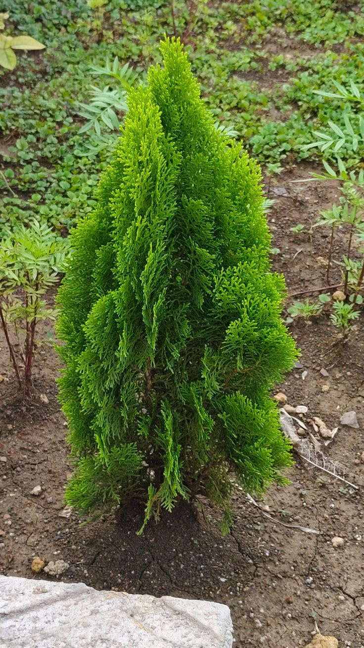 Dwarf Cypress Evergreen Conifer Plant, Bright Green, Cone Shape