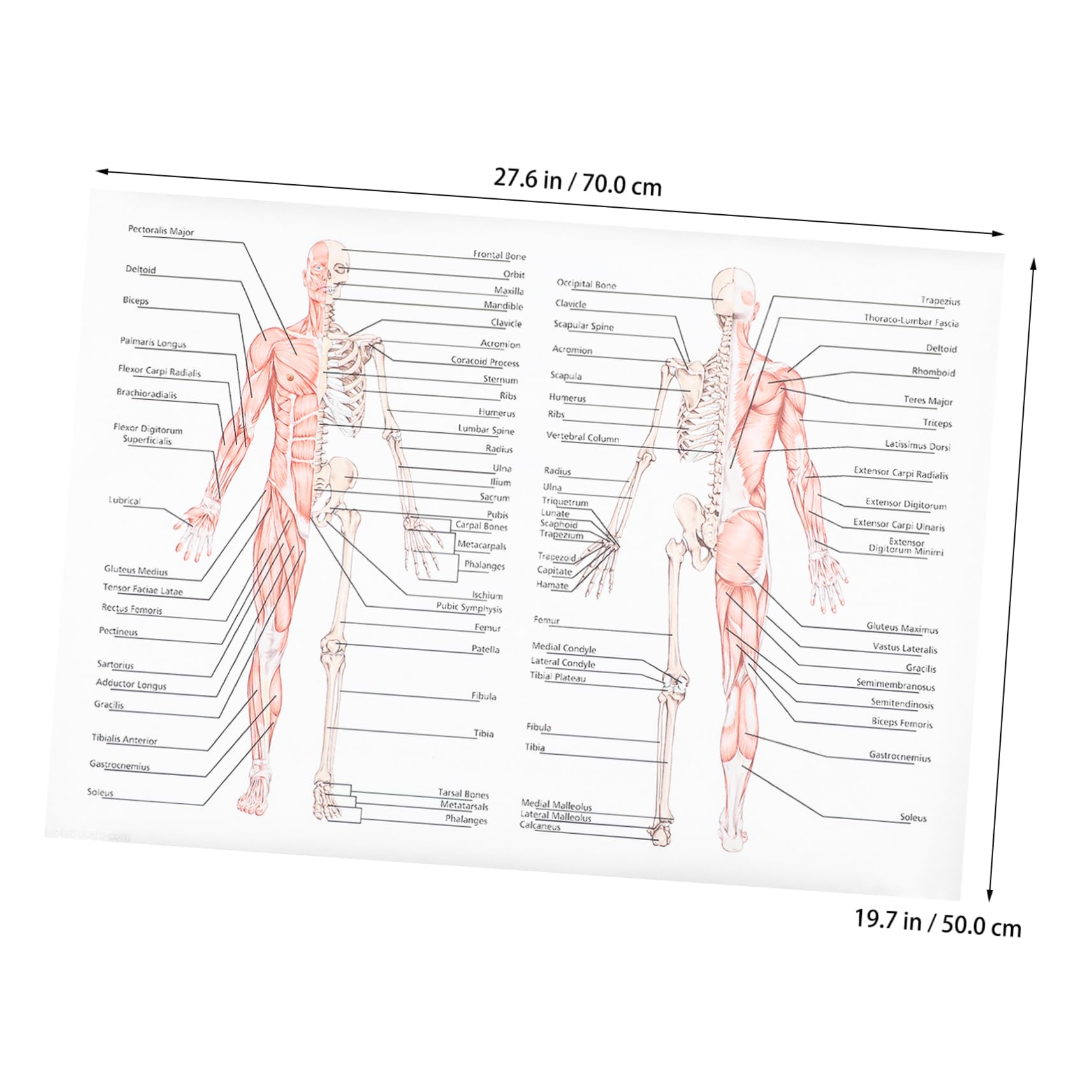 Classroom Science Poster 70x50cm Body Muscle Anatomy Chart Human ...