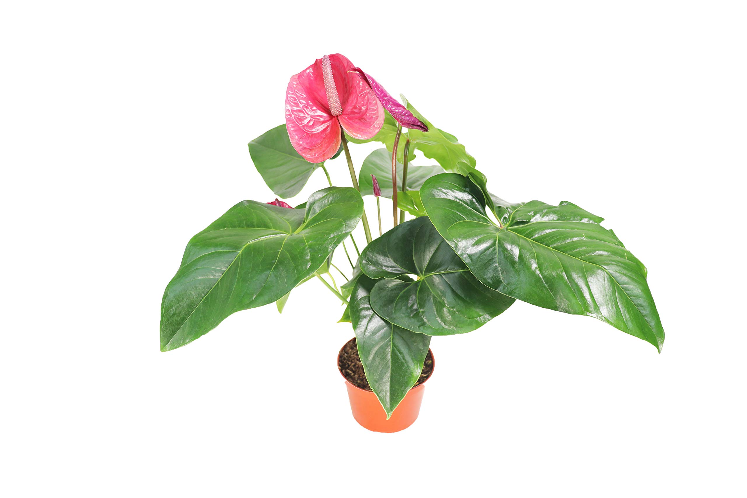 California Tropicals Pink Anthurium