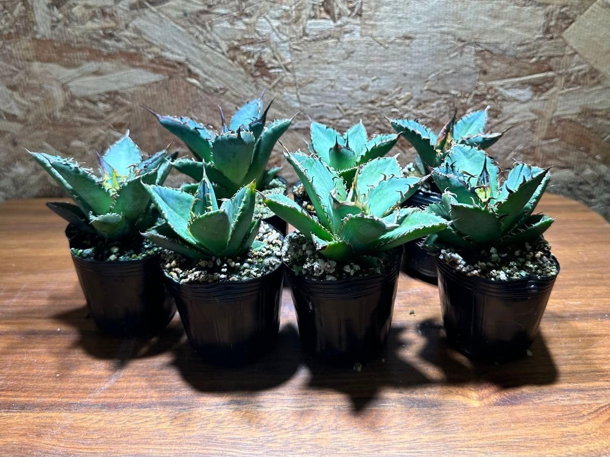 K-0343 ７株セット アガベオテロイオアハカ子株 AgaveOteroi Oaxaca