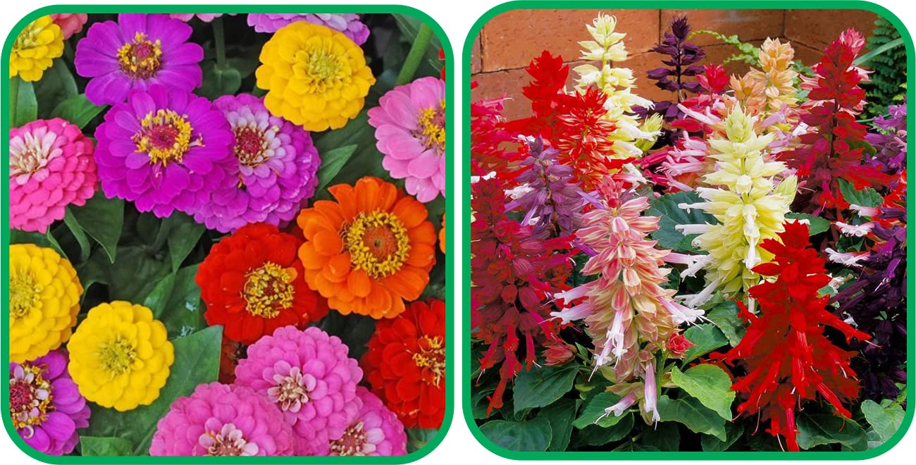 Aero Seeds Salvia Mix Color And Zinnia Mix Color Flower Seeds Pack (50 Seeds In Each Packet) (B0989XX19H) Amazon Price History, Amazon Price Tracker