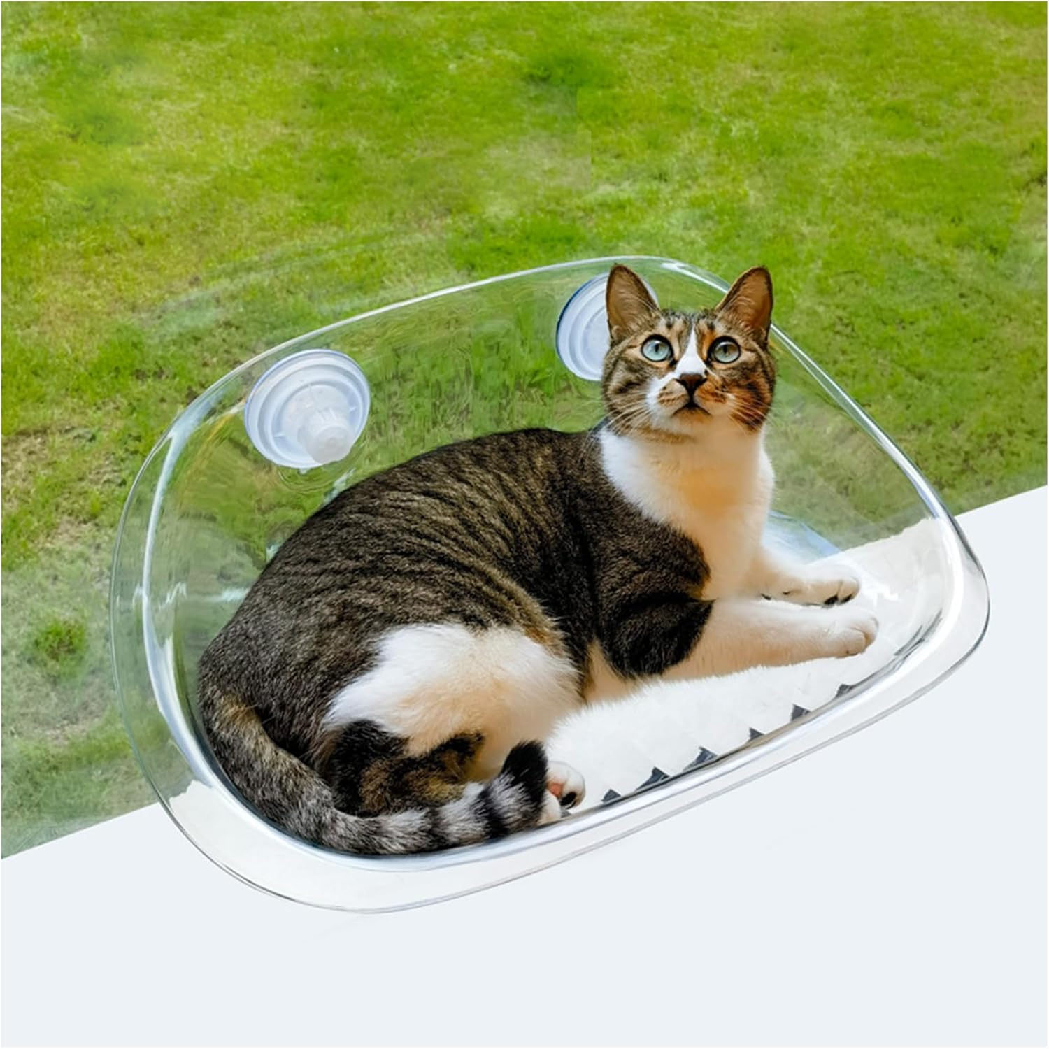 Window Perch Cat Bed - Easy-to-Install, Safe, and Comfortable Hanging Cat Bed for Windows and Smooth Tile Walls (Transparent, M)