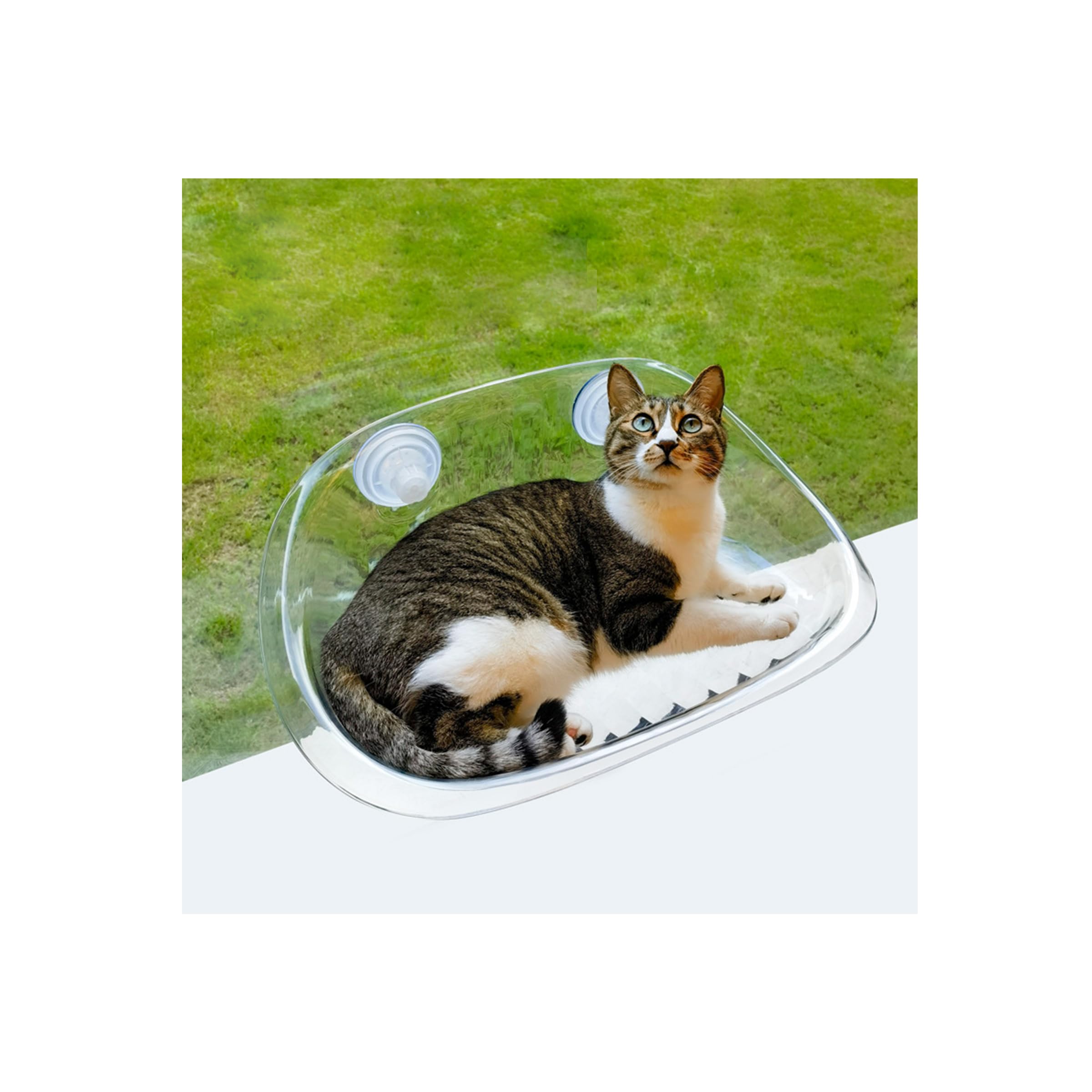 Window Perch Cat Bed - Easy-to-Install, Safe, and Comfortable Hanging Cat Bed for Windows and Smooth Tile Walls (Transparent, M)