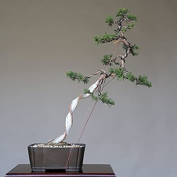 盆栽 糸魚川真柏 文人木 51paUv3mJQL._UF350,350_QL80_.jpg