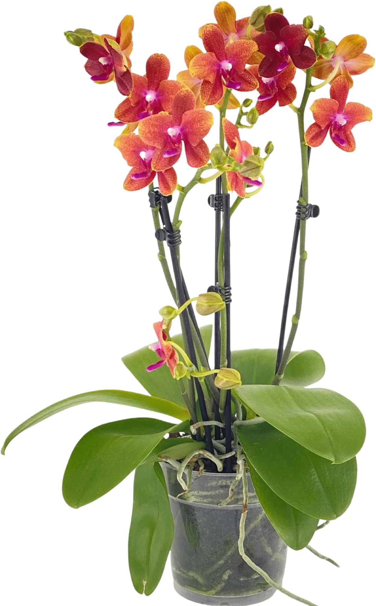 Rare Scented Orchid Phalaenopsis Orchid Plant Bolgheri - Orange Blooms in 12 cm Pot 45 cm Height